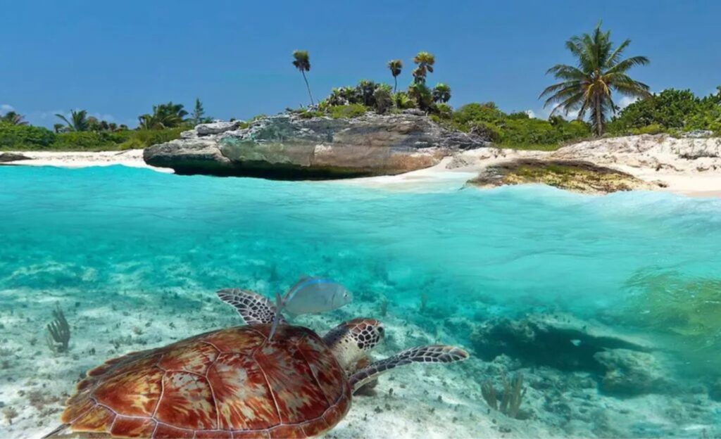 Sea turtle swimming in a picturesque beach in Tulum.