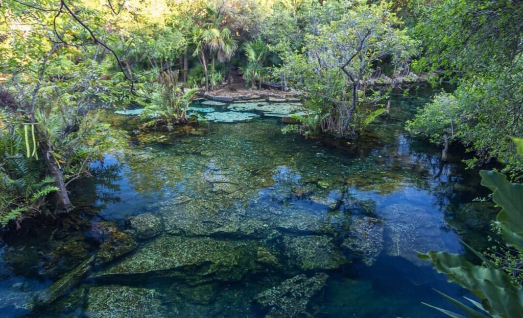 Agua cristalina y muchas plantas alrededor del cenote